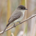 Note: dark head and smudgy sides of breast (appears more "yellow" in photo than in the field).